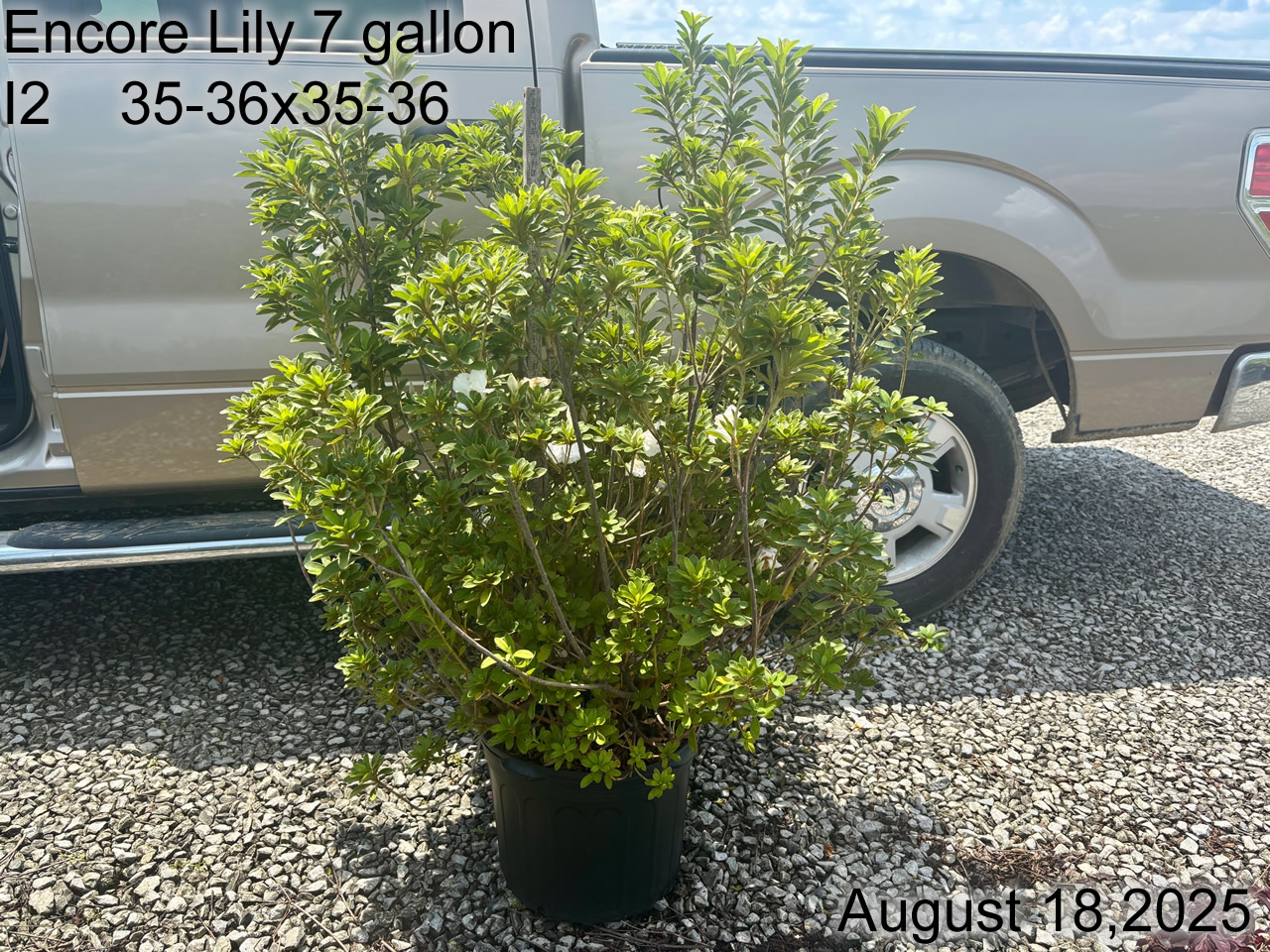 gallery/elly7 i2 aug25.jpg